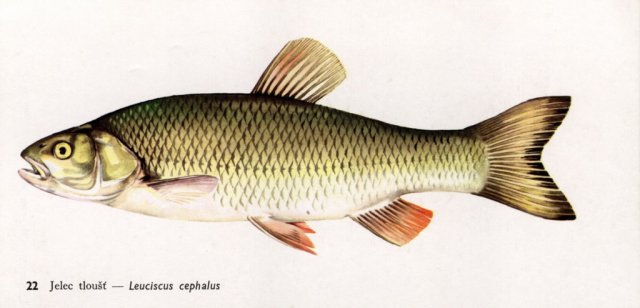 Naše ryby